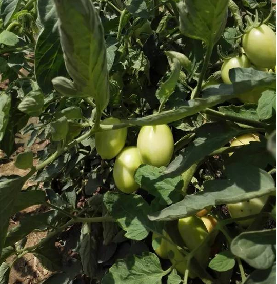 1467369527541727.png blob.png