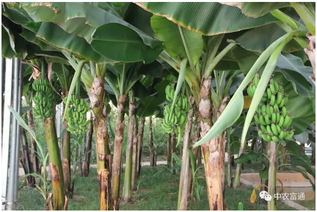 山西保德縣東關鎮繁莊塔高新農業科技示范園(圖3) blob.png