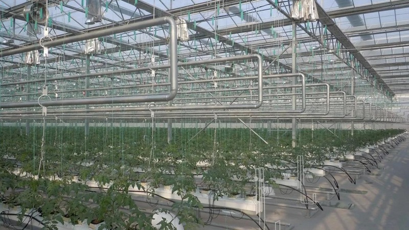 南和現代設施農業產業集群(圖4) 5.jpg