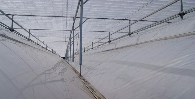 南和現代設施農業產業集群(圖6) 7.jpg