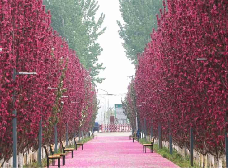 北京國際都市農業科技園(圖3) QQ截圖20180517172454.png