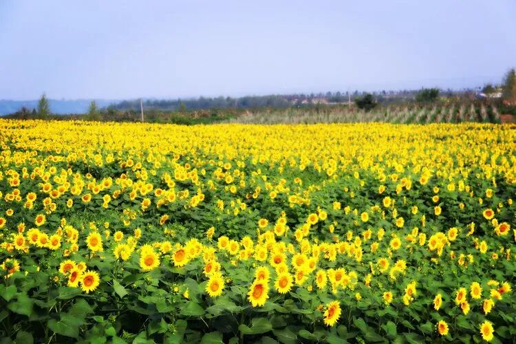 以河南甘山果香田園綜合體項目為例探索三產融合發展模式(圖3) 微信圖片_20200522095754.jpg