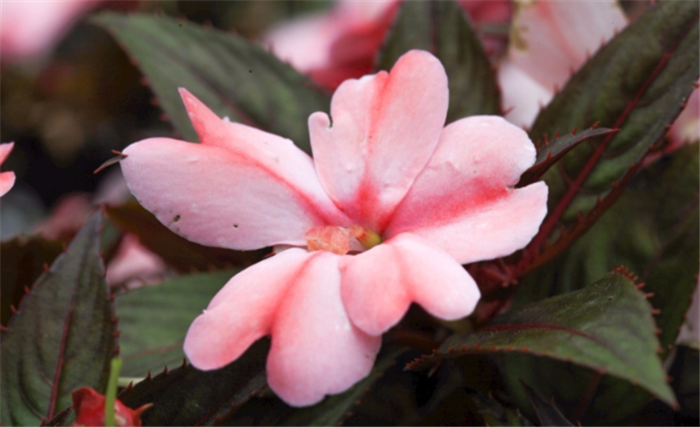 2020年第23周 || 中農富通要聞一覽(圖55) 2020年第23周 || 中農富通要聞一覽(圖55)