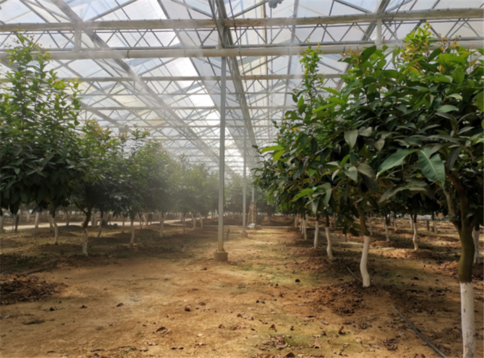 9月3日,中農(nóng)富通調(diào)研組兵分兩路對(duì)南京高淳區(qū)武家嘴現(xiàn)代農(nóng)業(yè)產(chǎn)業(yè)示范園區(qū)和棲霞區(qū)龍?zhí)冬F(xiàn)代農(nóng)業(yè)產(chǎn)業(yè)示范園區(qū)的調(diào)研工作。(圖4) 9月3日,中農(nóng)富通調(diào)研組兵分兩路對(duì)南京高淳區(qū)武家嘴現(xiàn)代農(nóng)業(yè)產(chǎn)業(yè)示范園區(qū)和棲霞區(qū)龍?zhí)冬F(xiàn)代農(nóng)業(yè)產(chǎn)業(yè)示范園區(qū)的調(diào)研工作。(圖4)