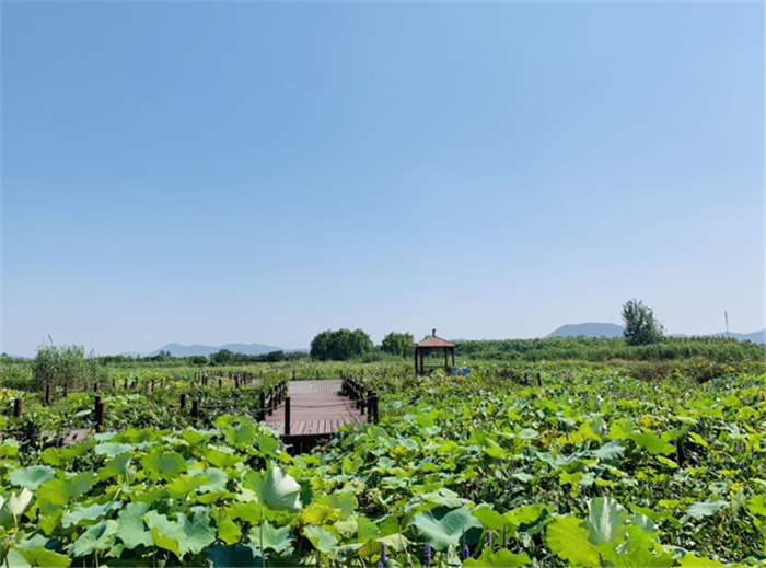 9月3日,中農(nóng)富通調(diào)研組兵分兩路對(duì)南京高淳區(qū)武家嘴現(xiàn)代農(nóng)業(yè)產(chǎn)業(yè)示范園區(qū)和棲霞區(qū)龍?zhí)冬F(xiàn)代農(nóng)業(yè)產(chǎn)業(yè)示范園區(qū)的調(diào)研工作。(圖25) 9月3日,中農(nóng)富通調(diào)研組兵分兩路對(duì)南京高淳區(qū)武家嘴現(xiàn)代農(nóng)業(yè)產(chǎn)業(yè)示范園區(qū)和棲霞區(qū)龍?zhí)冬F(xiàn)代農(nóng)業(yè)產(chǎn)業(yè)示范園區(qū)的調(diào)研工作。(圖25)
