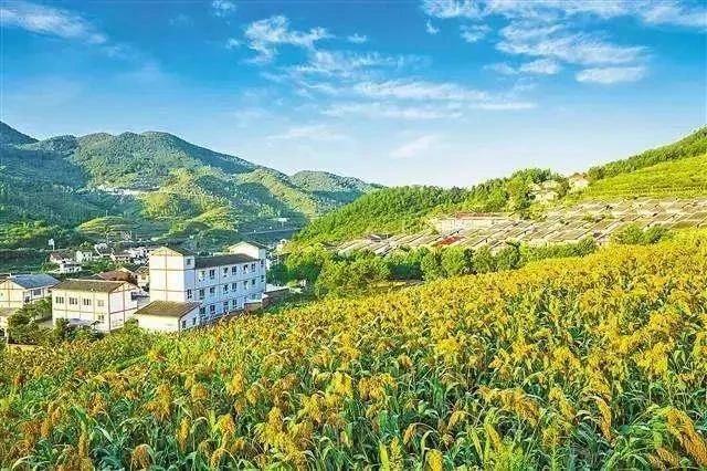 最高獎補8000萬!建設(shè)一批鄉(xiāng)村振興集成創(chuàng)新示范縣(圖2) 最高獎補8000萬!建設(shè)一批鄉(xiāng)村振興集成創(chuàng)新示范縣(圖2)