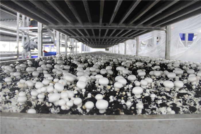 《灣沚區花橋鎮十四五現代農業發展規劃》初期調研工作順利完成!(圖10) 《灣沚區花橋鎮十四五現代農業發展規劃》初期調研工作順利完成!(圖10)